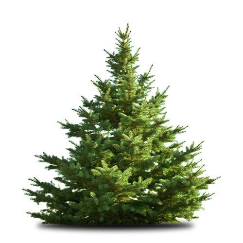 Nordmann Fir Christmas Trees - 5ft