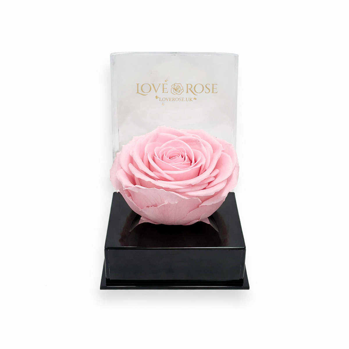 Pink Infinity Rose Head in Luxury Case